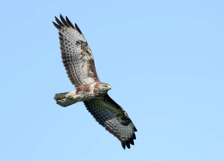 buizerd