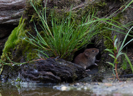 Woelmuis