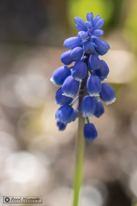 Blauw Druifje