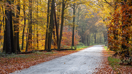 Herfstbos