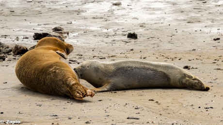 Zeehond aan het zogen.