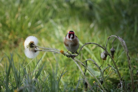 Pretty bird