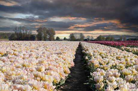 Focus-stacking in de avond zon