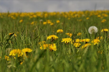 veld paardenbloemen