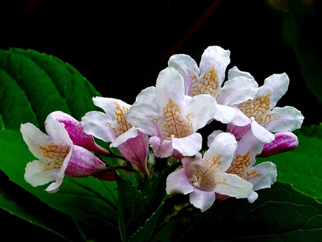 Onbekende bloem aan grote struik.