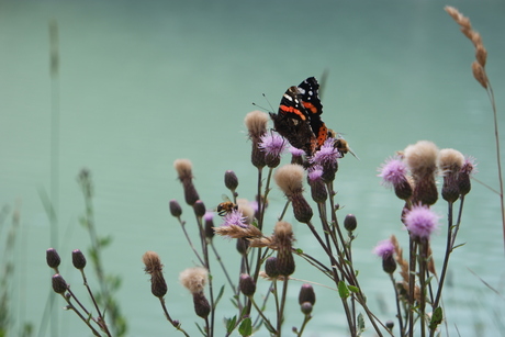 Vlinder in de Dolomieten