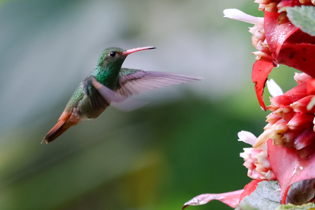 Vliegende kolibrie met felle groene kleuren 