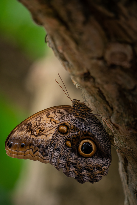 The Caligo Butterfly
