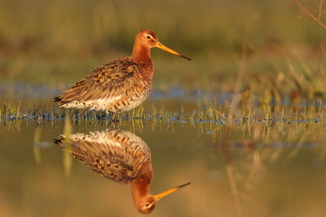 Gouden grutto