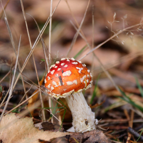 herfst paddenstoel zonder kabouters