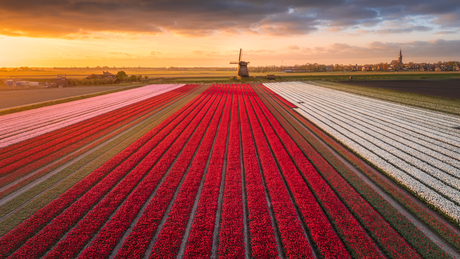 Lekker Hollands....Tulpen en ouderwetse molen
