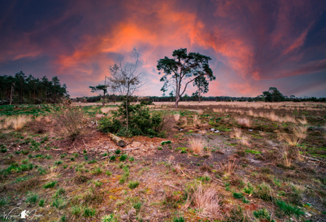 Miraculous clouds over the forest