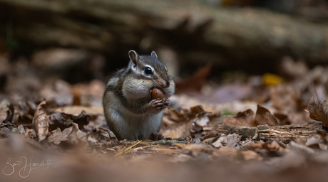 er kan er nog één bij....