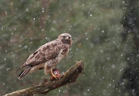 Buizerd