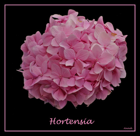 Hortensia