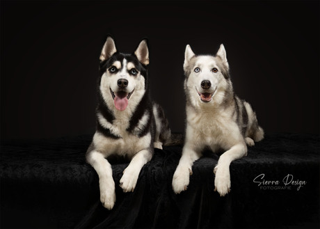 Huskies Lola en Myuna