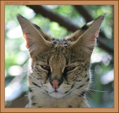 Serval portret