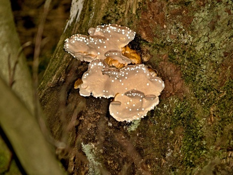 Paddenstoelen in Gunderath, 20.