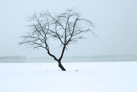 Eenzame boom in winter