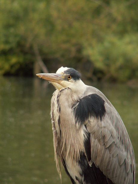 Reiger