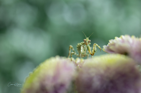 Distel mantis 