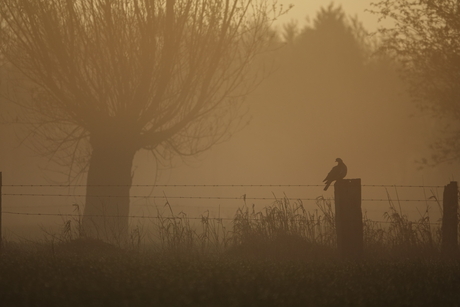 Ochtend in de polders