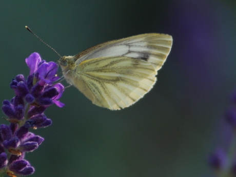 Wit met lavendel