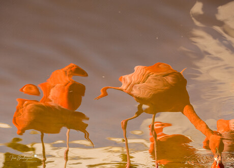 Flamingo-abstractie in Goud