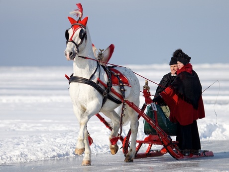 Friese paard winter