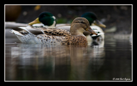 EEN(D)TJE met m'n eerste 300mm