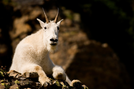 Mountain Goat