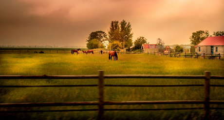 paarden in de wei