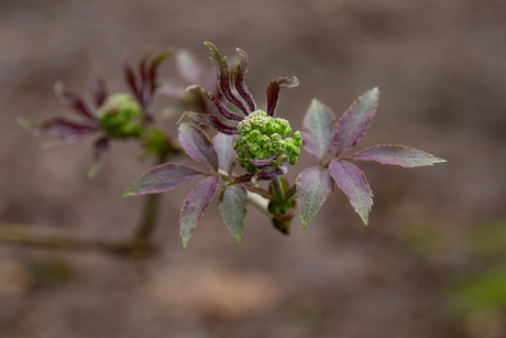 Ontluikende lente