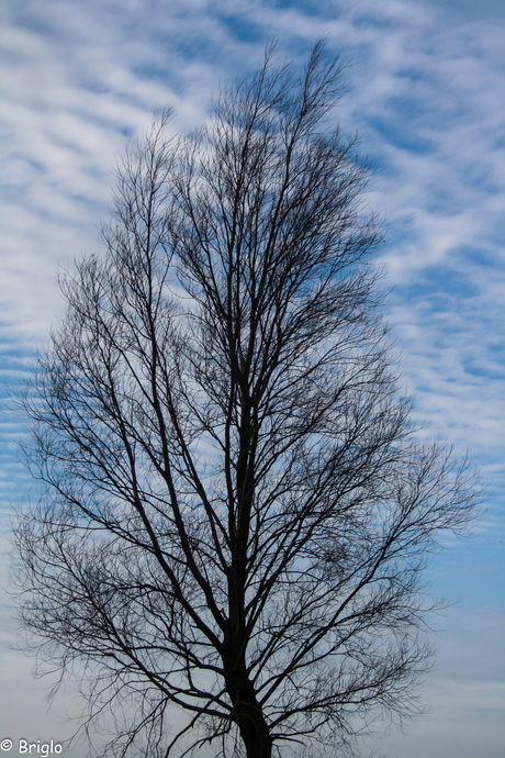 Boom met mooie schapen wolken