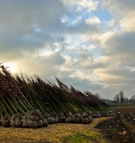 Kluitbomen