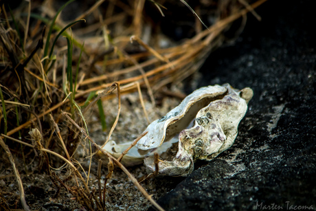 Schelp in de mokbaai