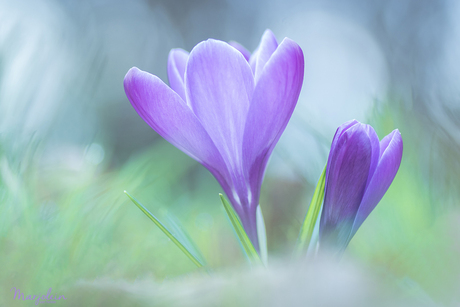 Purple flower