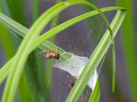 gevangen in web