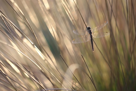 Libelle in avondlicht