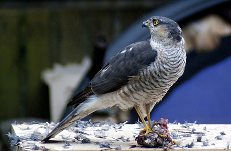 Sperwer in de tuin