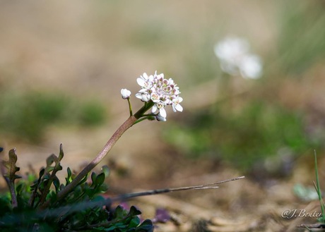 Klein tasjeskruid