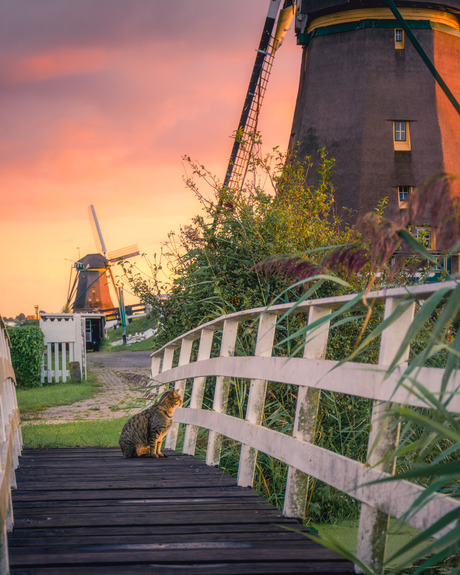 De kat geniet van de zonsondergang 