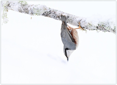 Kop in de sneeuw stekend