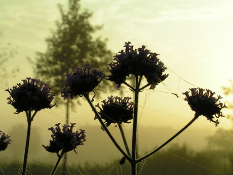 Web bij zonsopkomst (foutje)