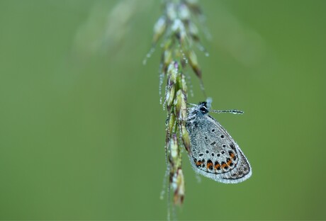Heideblauwtje