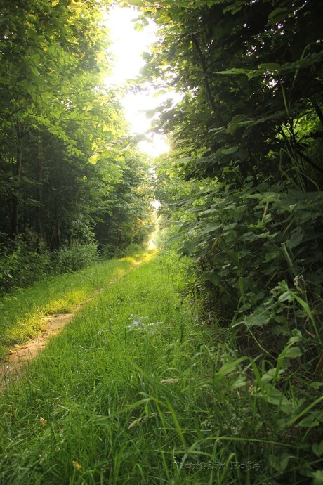 wandelpad met zonlicht tussen de bladeren