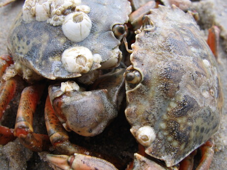 Krabbenliefde op Vlieland