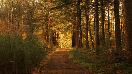 Zonsopkomst in het bos