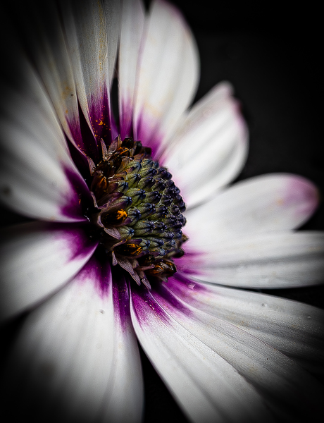 Close-up Spaanse Magriet