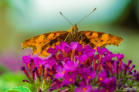 Gehakkelde aurelia vlinder